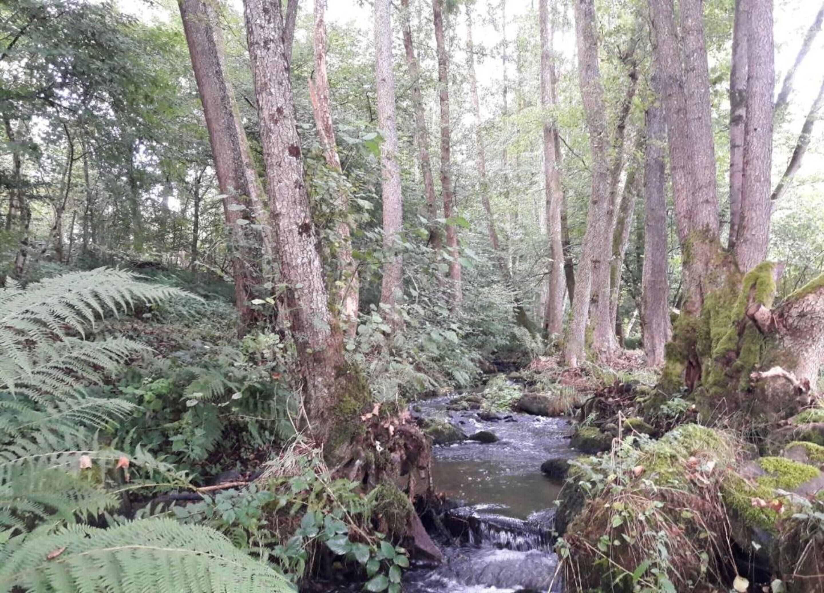 Un área boscosa con un arroyo, vegetación densa y árboles.