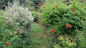 Un jardín con diversas plantas y flores, un sendero y un telón de fondo natural de árboles.