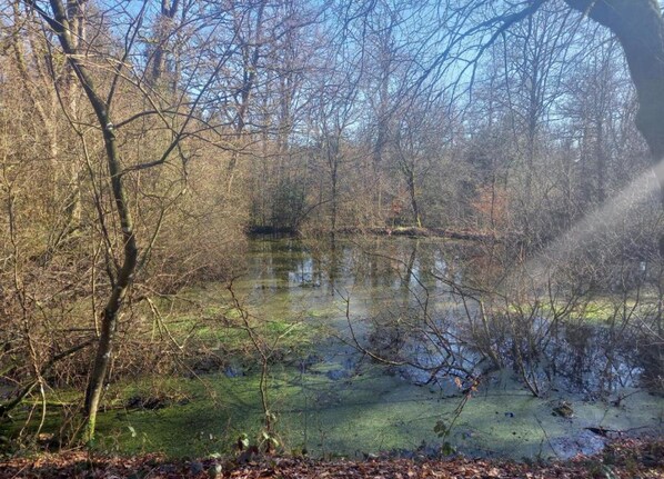 A natural landscape with a pond surrounded by trees and vegetation.