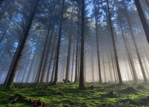 Cottage | Vue depuis l’hébergement