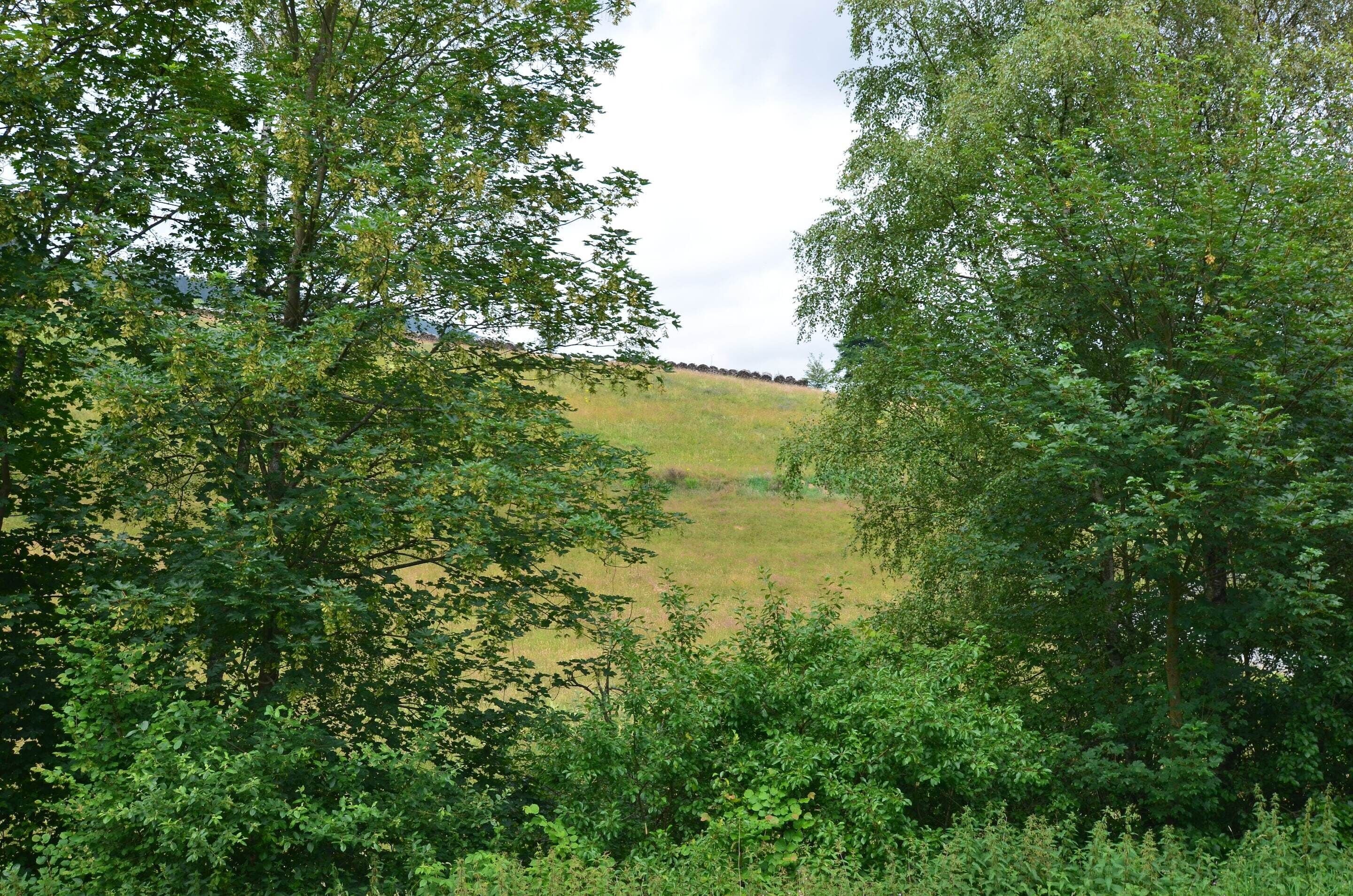 A natural landscape with dense foliage and a grassy hill in the background.