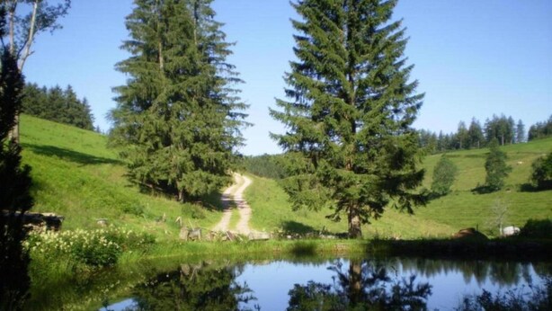 A serene landscape with a pond, a dirt path, and tall evergreen trees.