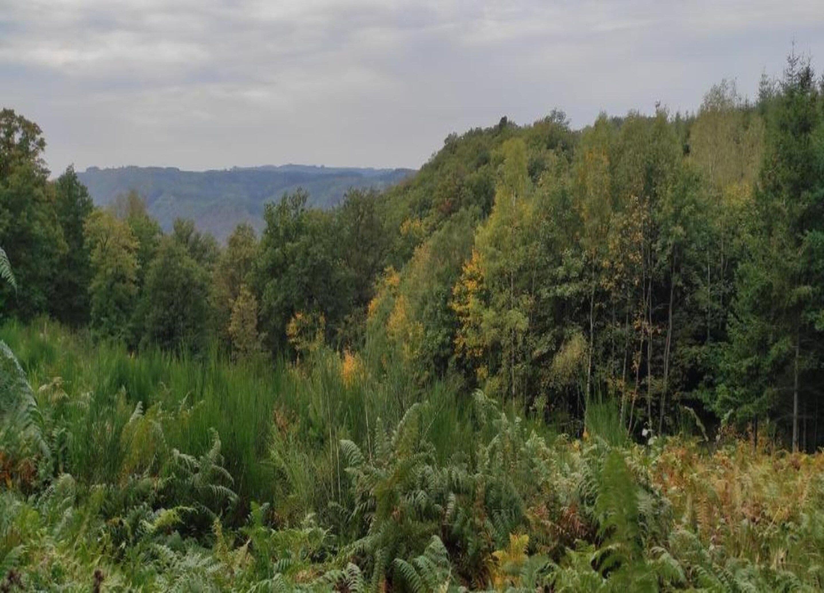Un bosque denso con diversas especies de árboles y helechos, una cadena montañosa distante y un cielo nublado.