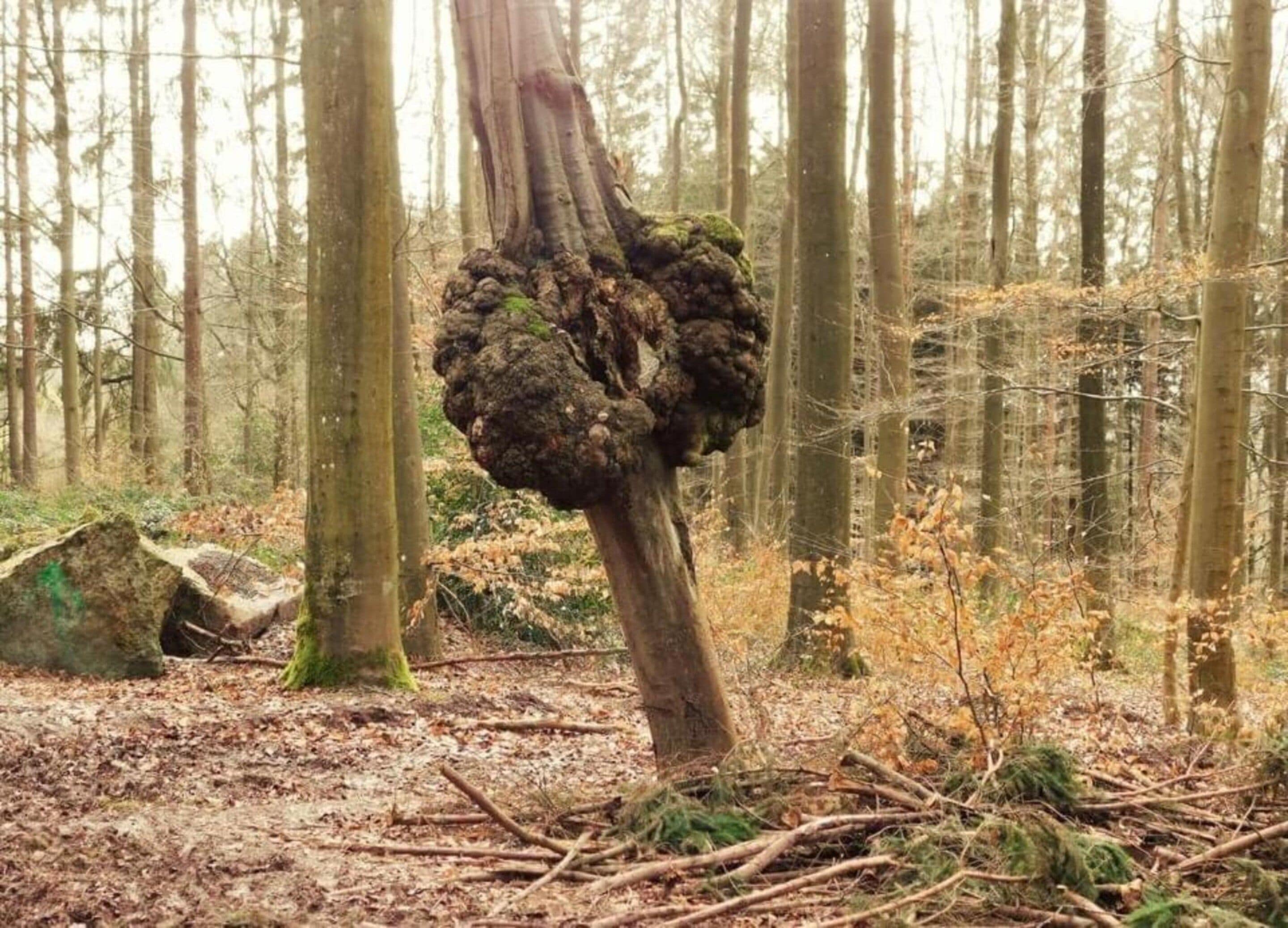 A forest with a large tree trunk covered in moss and a fallen tree nearby.