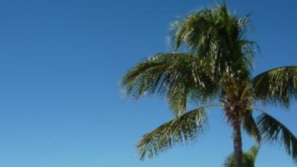 En strand med en enkelt palme og klart, blåt vand.