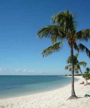 Una playa con una sola palmera y agua azul cristalina.