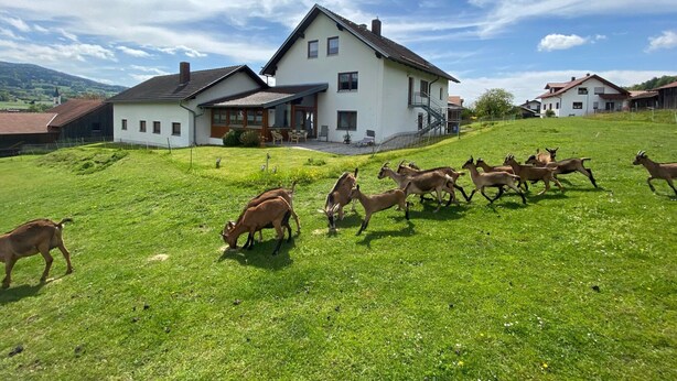A house with a large lawn and a flock of goats grazing. - Apartment in Bavaria Near Forest (Gleissenberg)