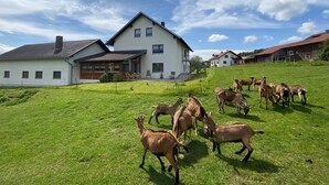 A large white house with a sloped roof, a covered porch, and a small staircase leading to a deck. - Apartment in Bavaria Near Forest (Gleissenberg)