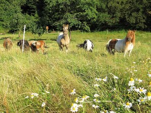 Lägenhet | Utsikt från boendet
