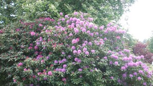 A dense shrubbery with clusters of pink flowers, a well-maintained lawn, and a stone pathway. - A Villa Between the Town Centre and the Forest (Spa)