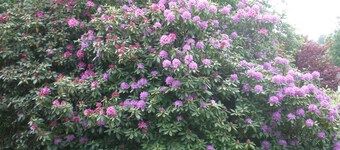 A Villa Between the Town Centre and the Forest