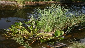 A pond with water plants and a statue in the background. - Cottage With Tennis Court (Havelange)