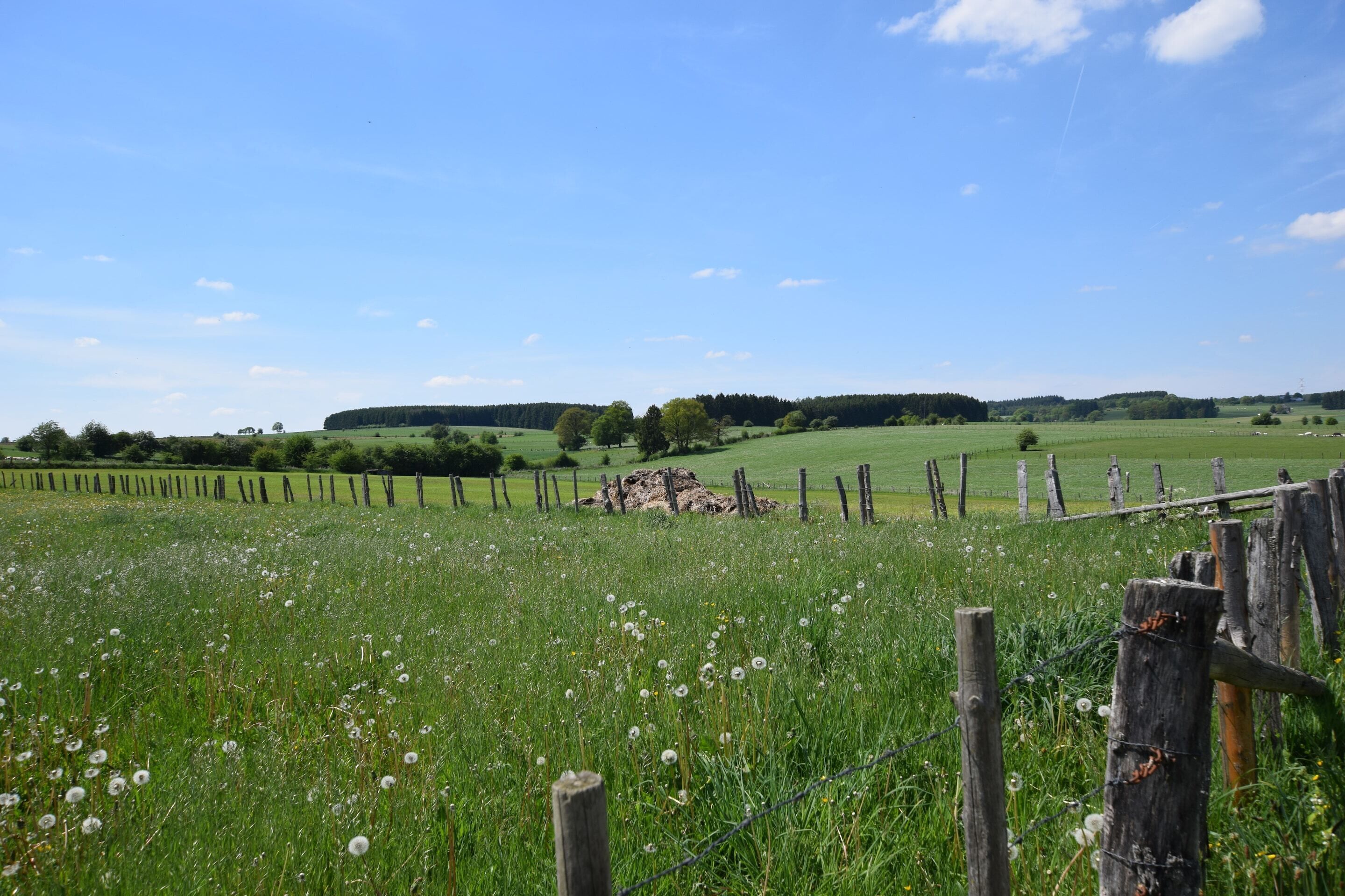 A rural landscape with a field of dandelions, a wooden fence, and distant hills under a clear sky.