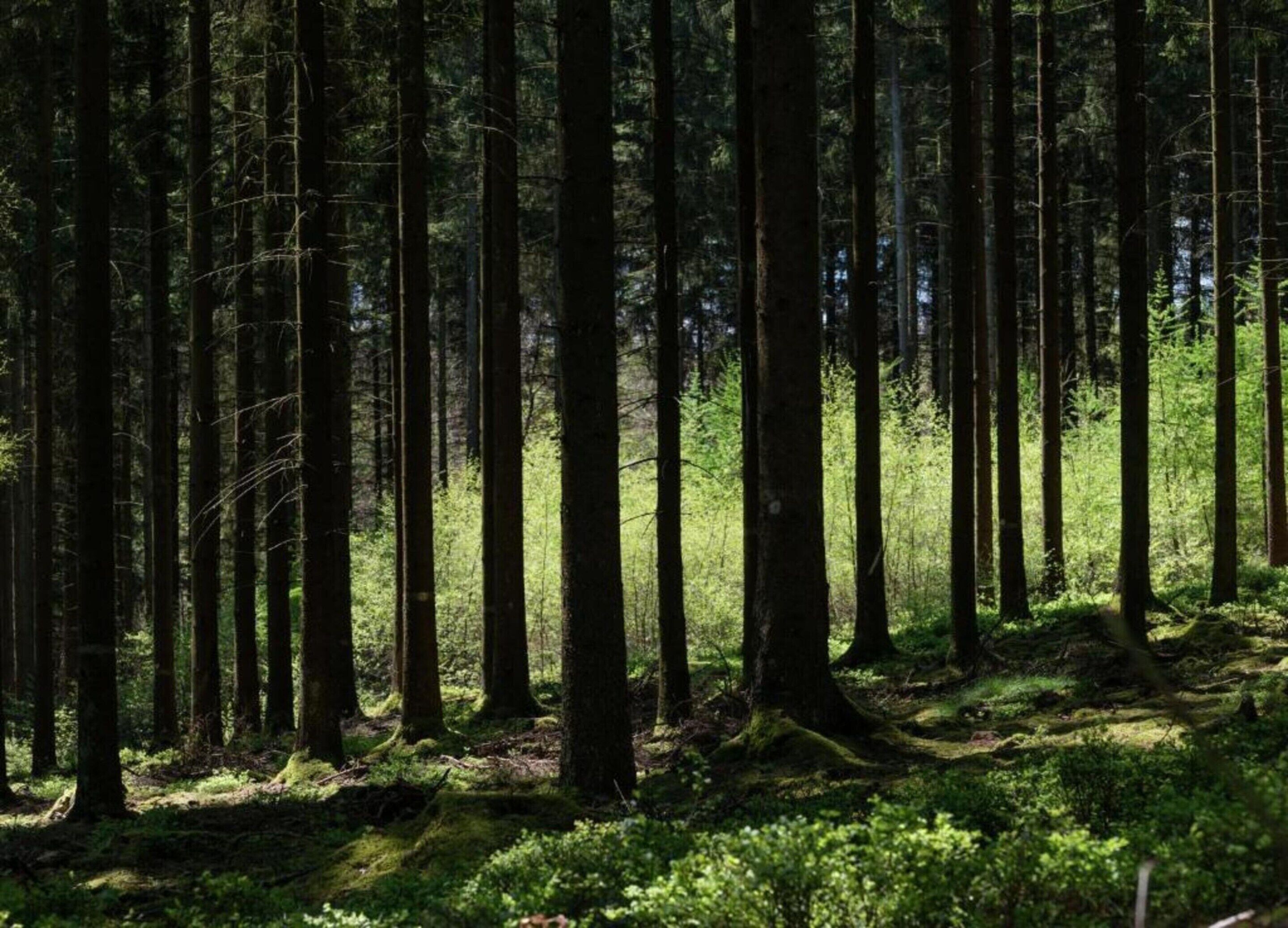 En tæt skov med høje træer og et lag af grøn vegetation på jorden.