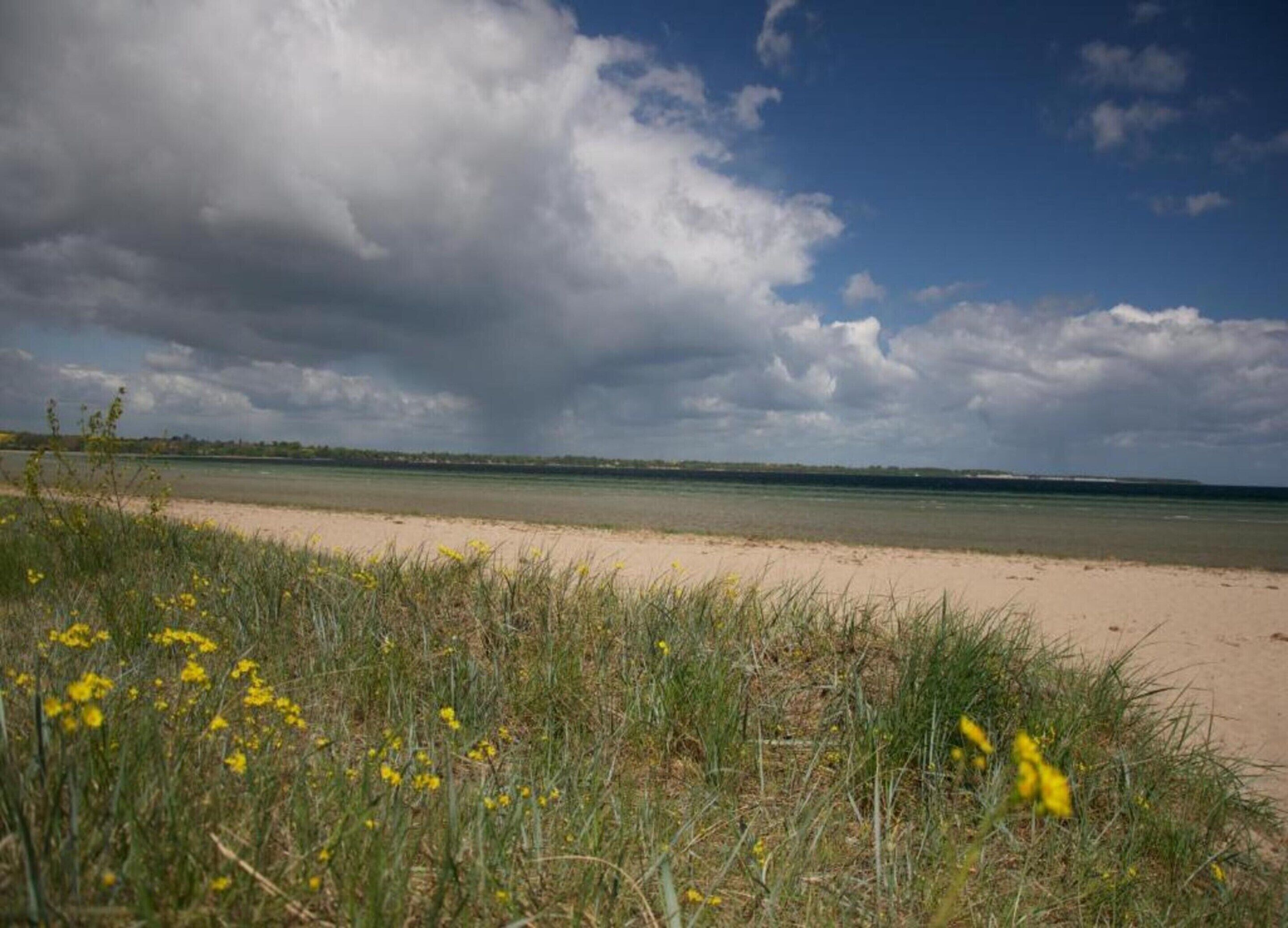 A beach with sand, water, and grassy areas with yellow flowers.