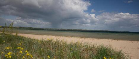 A beach with sand, water, and grassy areas with yellow flowers.