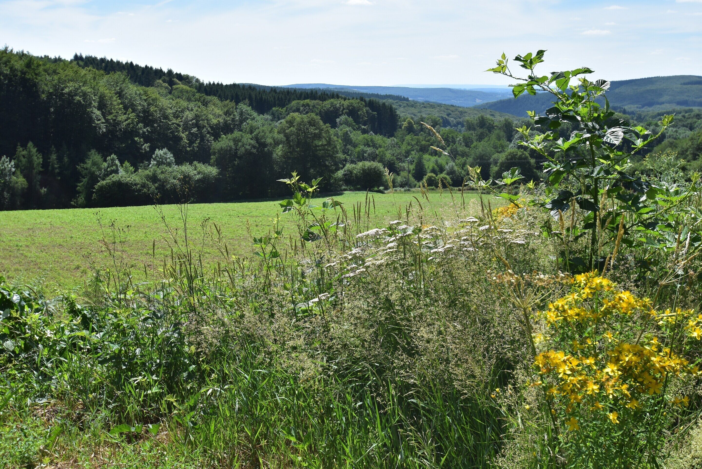 Eine natürliche Landschaft mit einem grünen Feld, dichtem Wald und Hügeln im Hintergrund.