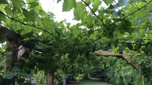 A vineyard with grapevines and a wooden pergola structure.