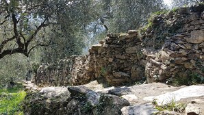 A stone wall with a rustic, natural setting, surrounded by olive trees and greenery. - Peaceful Villa Stay in Rapallo (Rapallo)