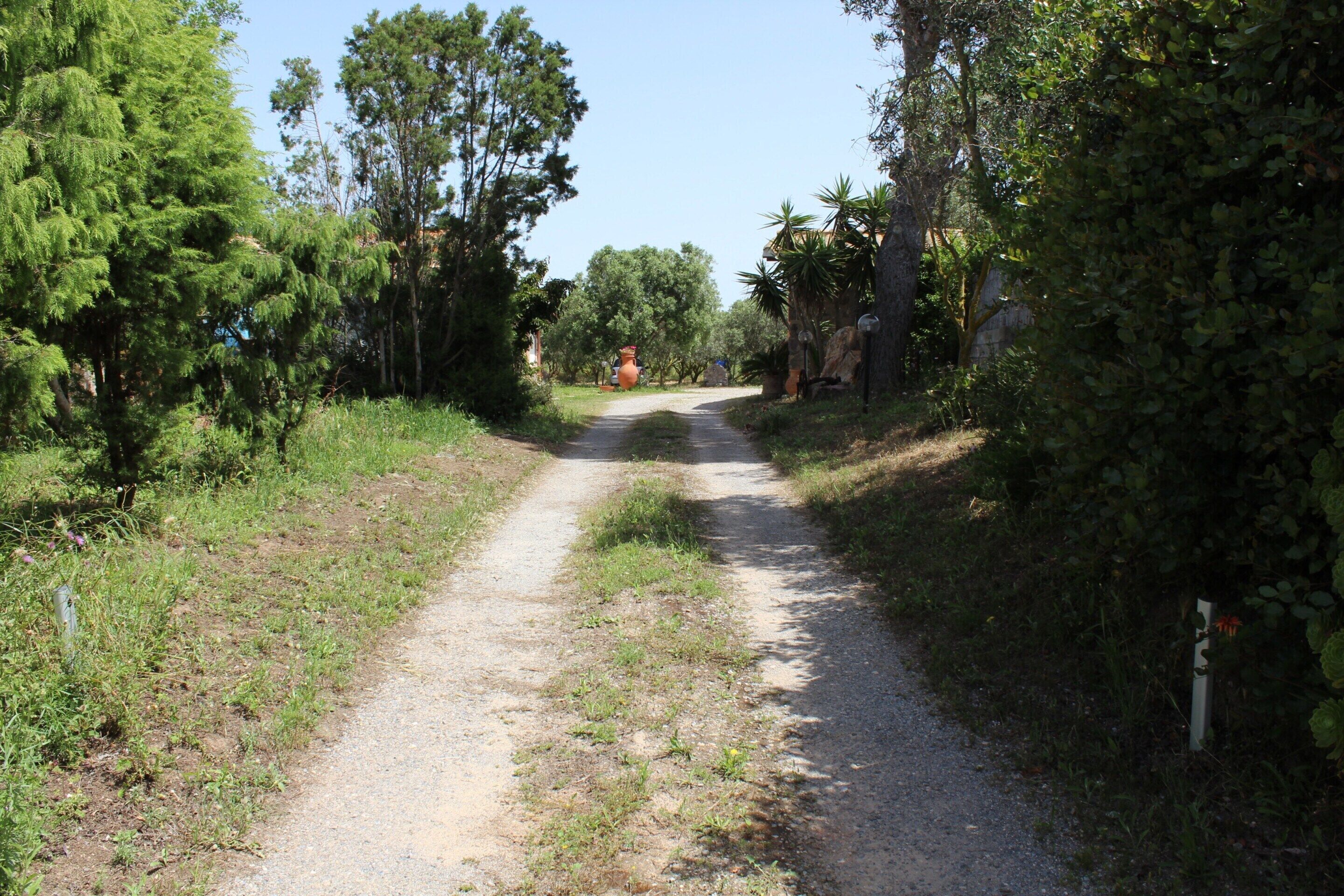 A dirt path flanked by greenery and trees, leading to a distant structure.