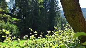 Un paysage verdoyant et luxuriant, avec une végétation dense et un tronc d’arbre au premier plan.