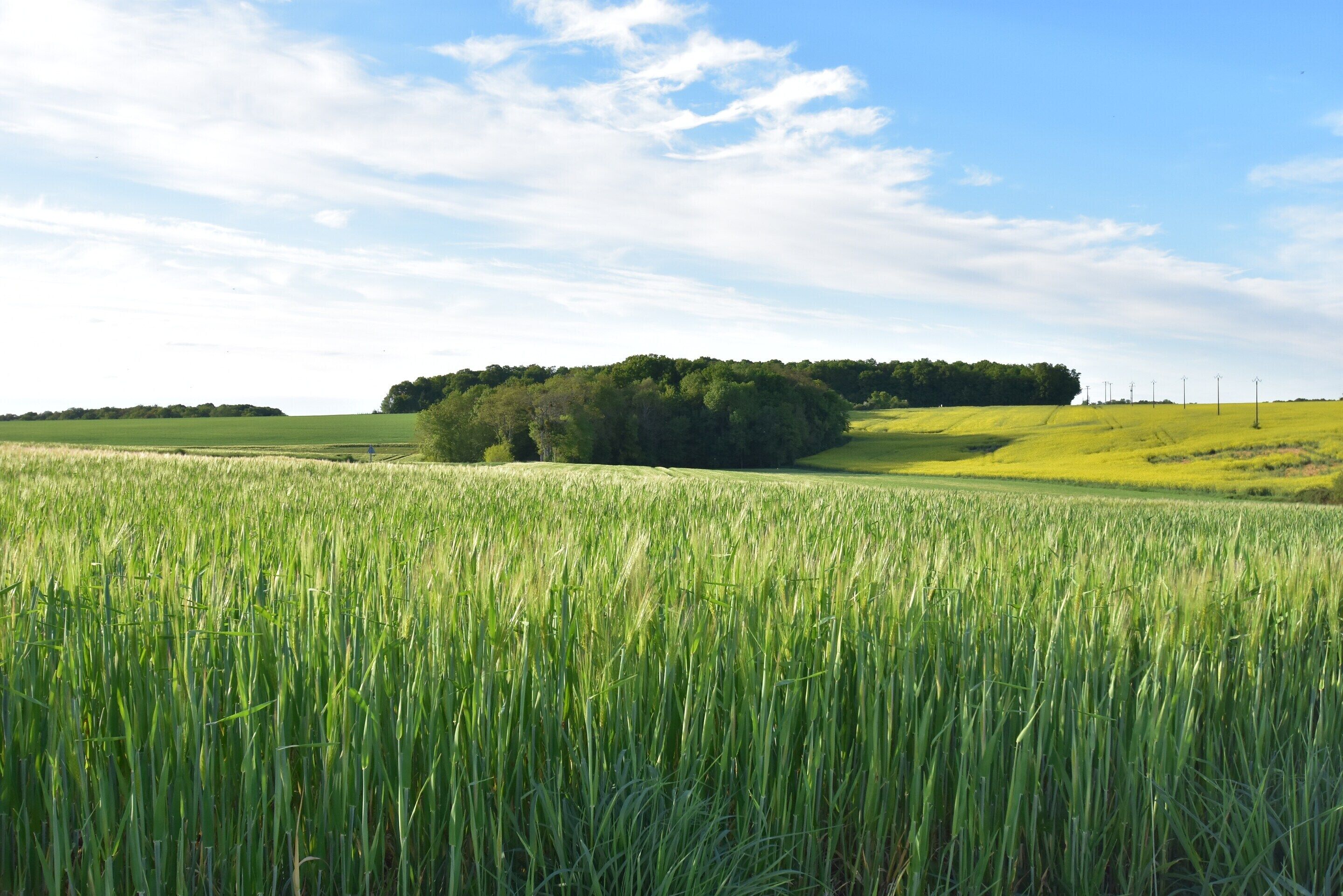 Een veld met hoog gras, een heuvel met bomen en een heldere lucht.