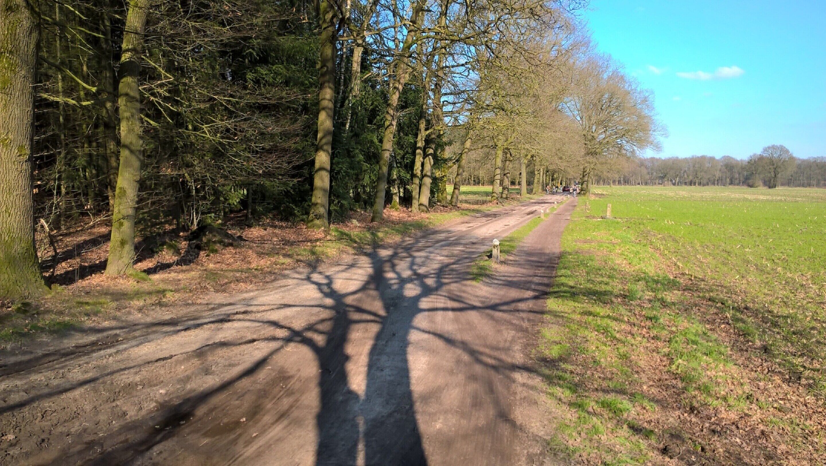 A rural road flanked by trees and a field.
