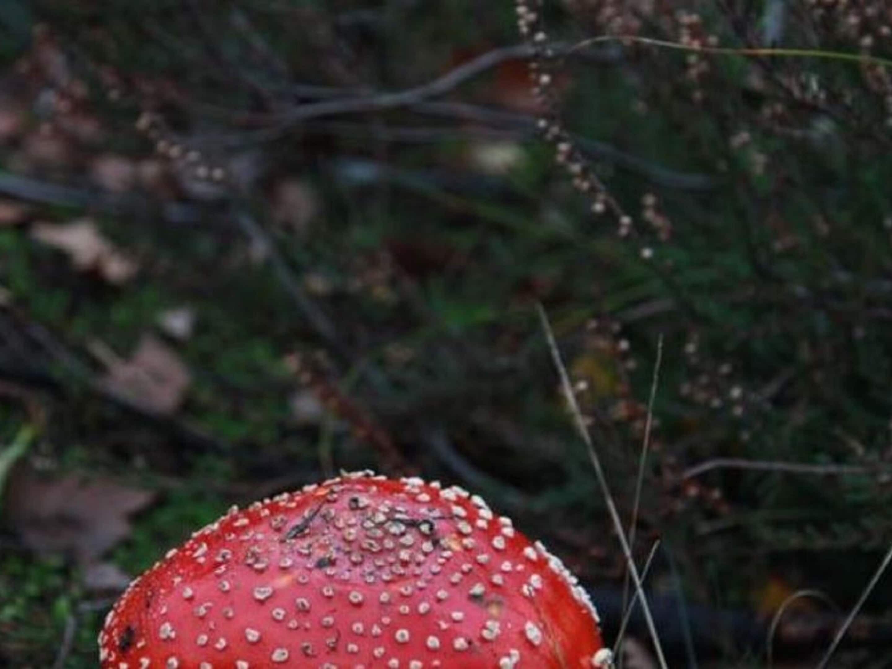 A red mushroom with white spots in a natural setting.
