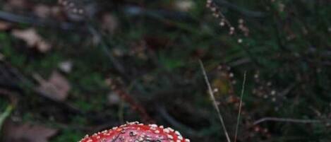 A red mushroom with white spots in a natural setting.