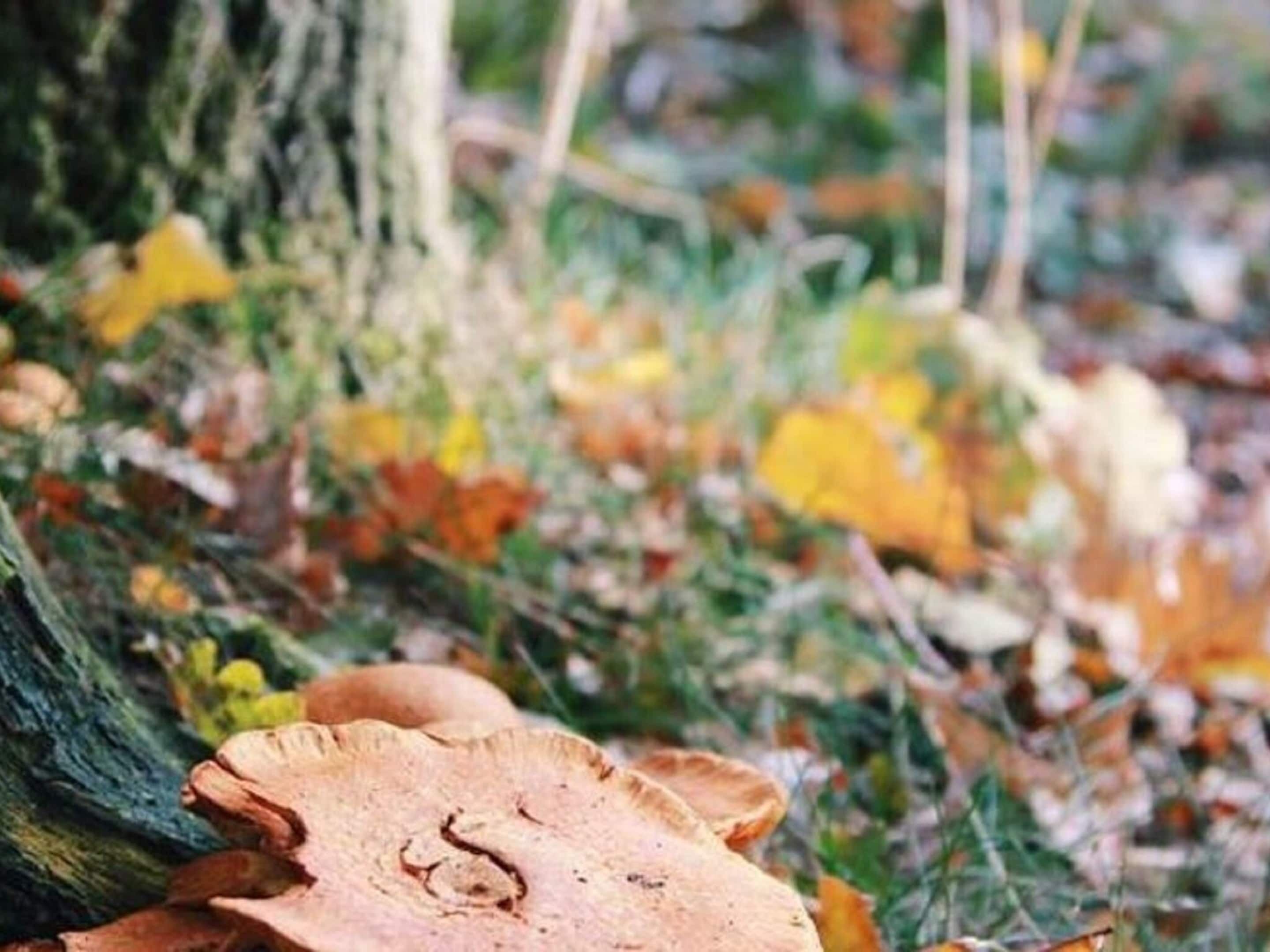 A close-up of a mushroom growing on a tree trunk surrounded by autumn leaves.