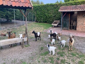 House | Miscellaneous - Holiday Home in Bergen op Zoom With Garden (Bergen op Zoom)