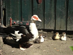 House | Garden - Holiday Home in Bergen op Zoom With Garden (Bergen op Zoom)