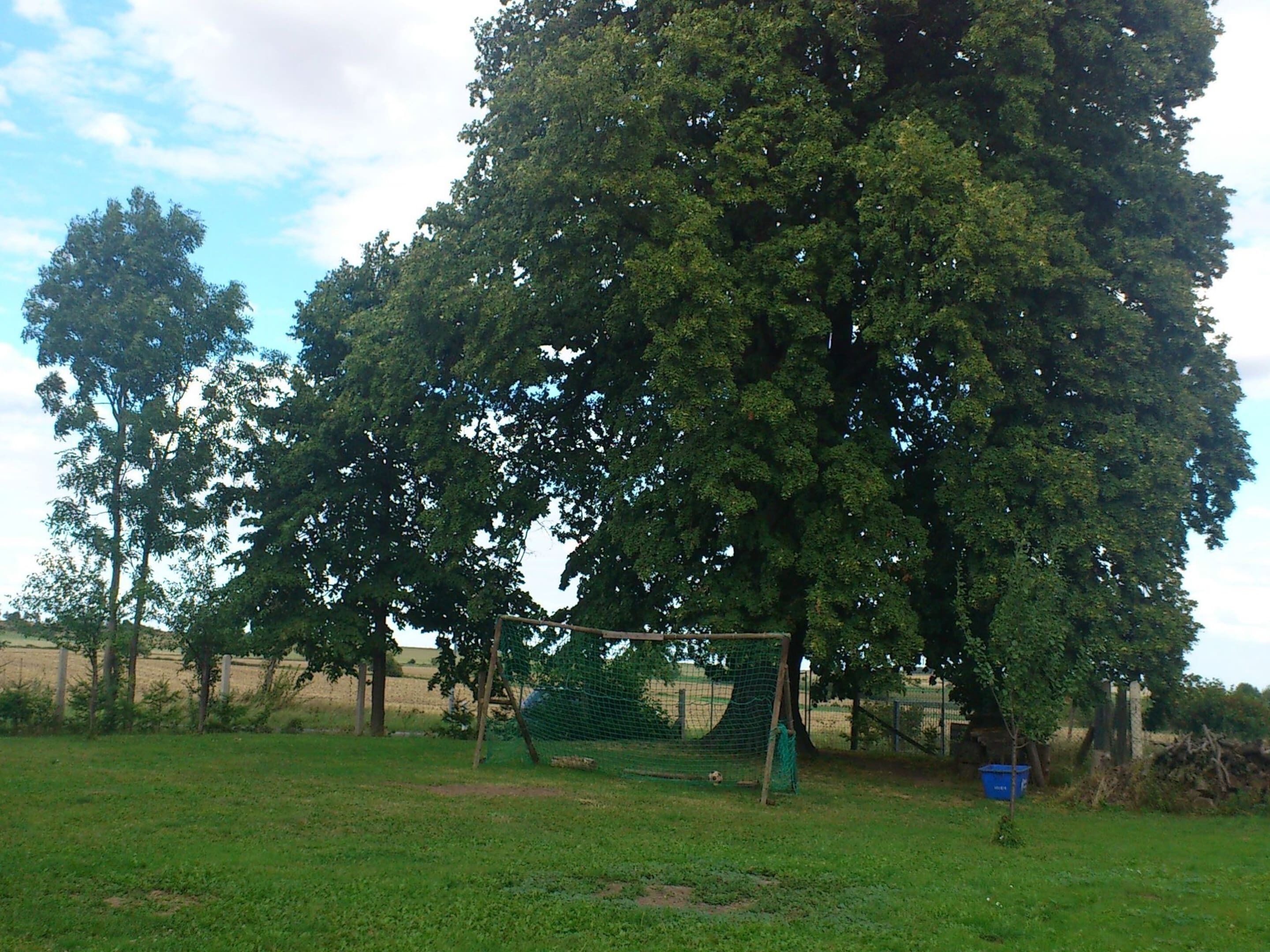 Un prato erboso con un pallone da calcio e un albero grande sullo sfondo.