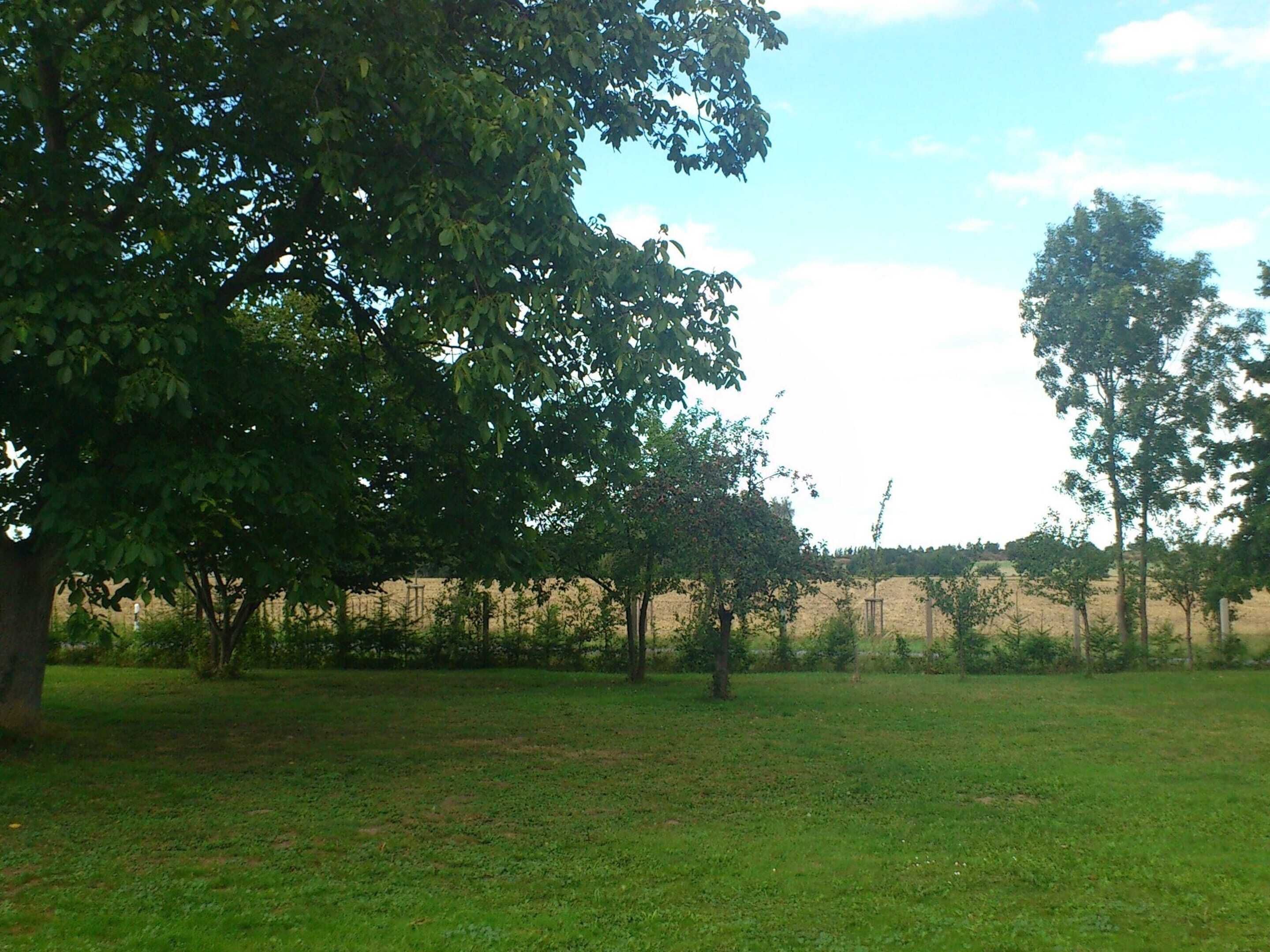 A grassy field with trees and a fence in the background.