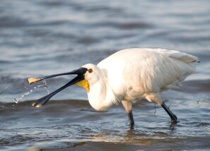 Apartment | View from property - Apartment in North Holland Near Beach (Callantsoog)