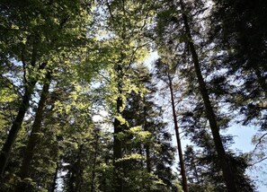 Apartment | View from property - Ferienwohnung Marianne in Neuweiler (Neuweiler)