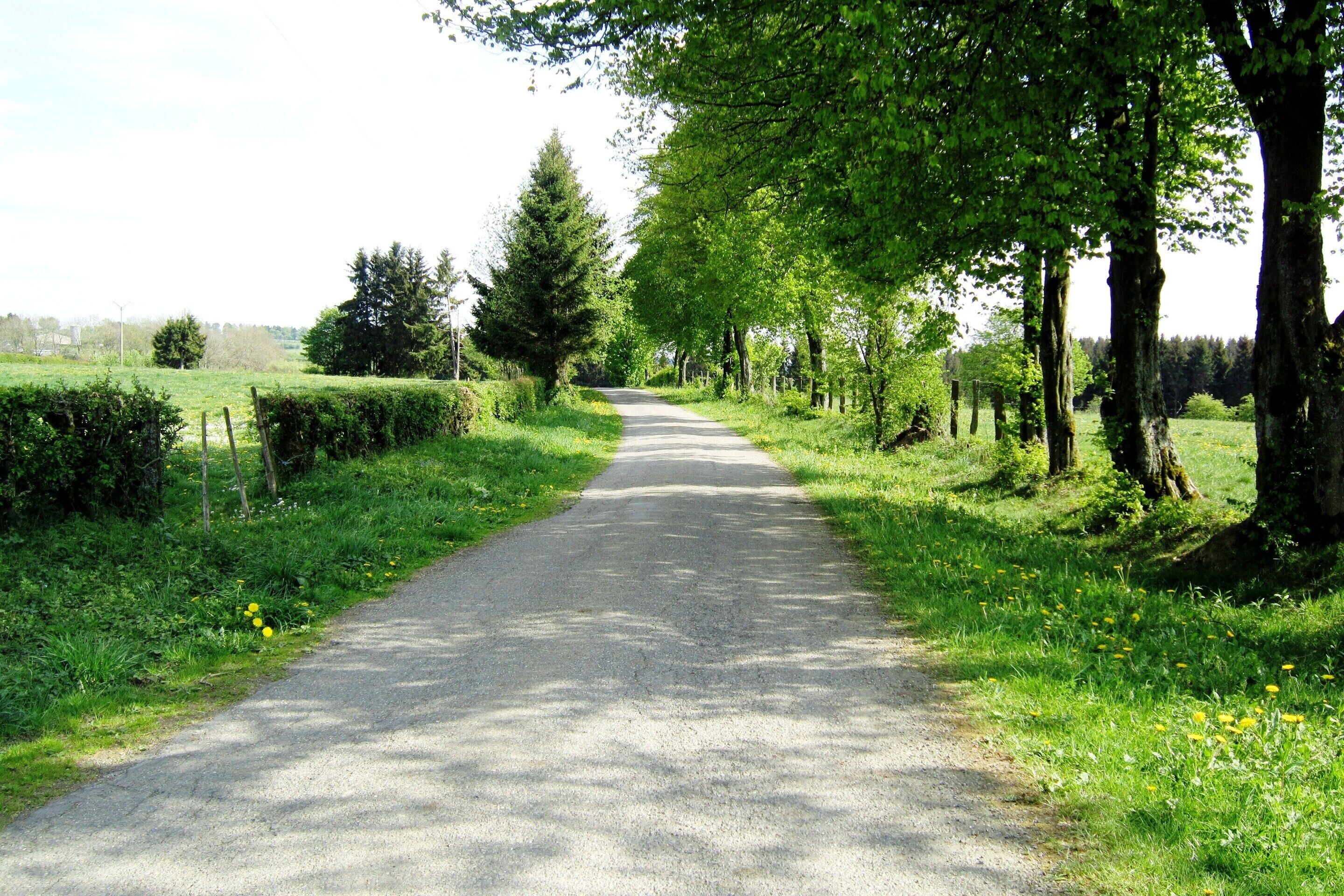 Ein ländlicher Weg, gesäumt von Bäumen und Gras.