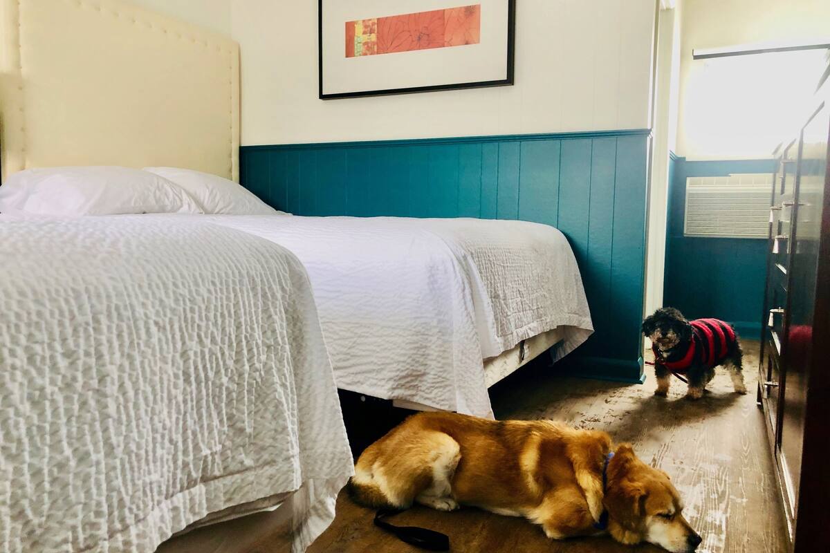 Quarto com duas camas, um quadro na parede e um cão usando um suéter vermelho e preto.