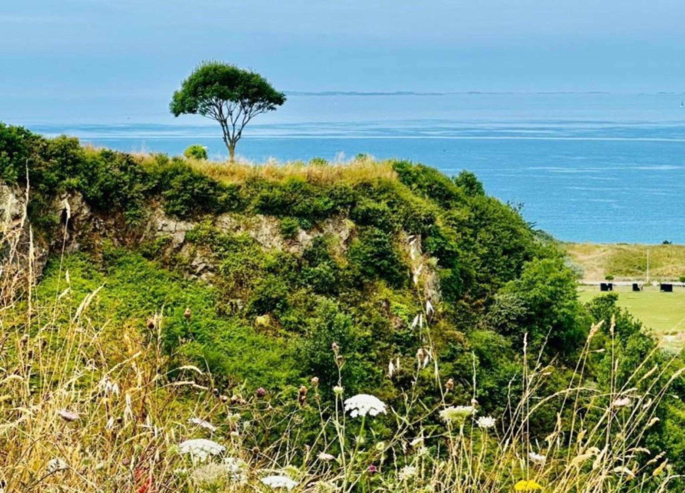 Paisaje costero con un árbol destacado, terreno cubierto de hierba y vistas al mar.