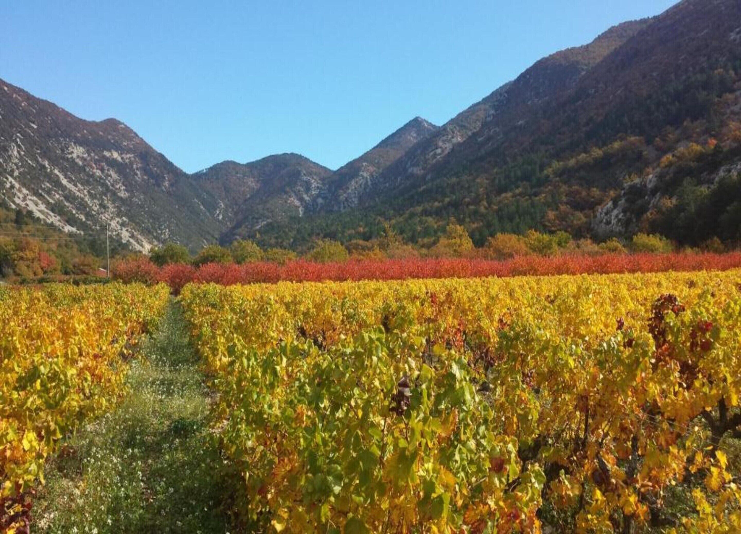 A vineyard with rows of grapevines and mountains in the background.