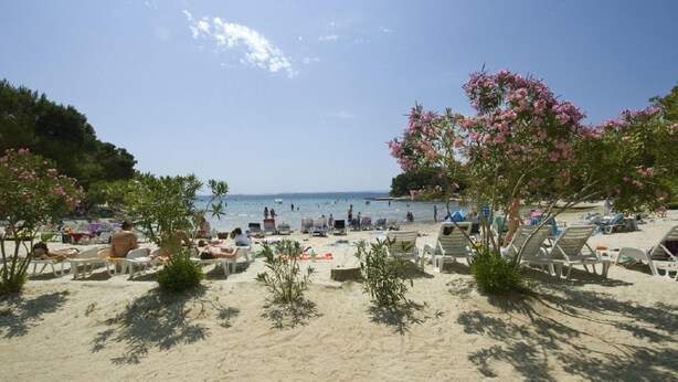 Una playa con sillas reclinables blancas y árboles en floración de color rosa.
