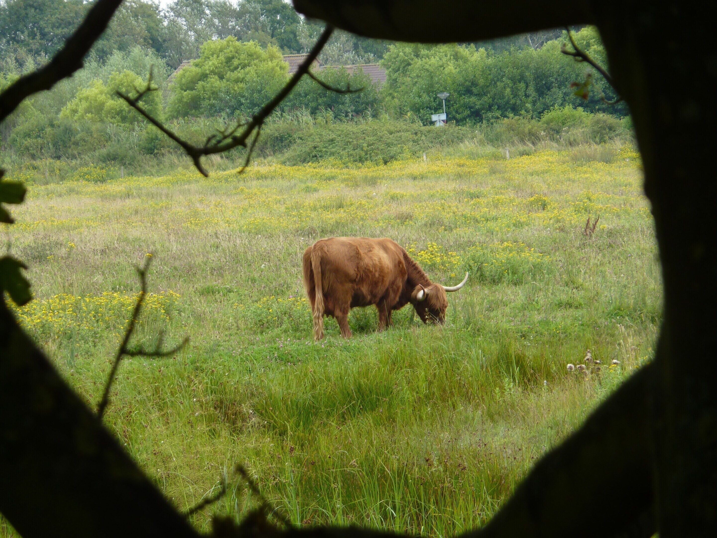 A bull grazing in a grassy field with trees and a building in the background.