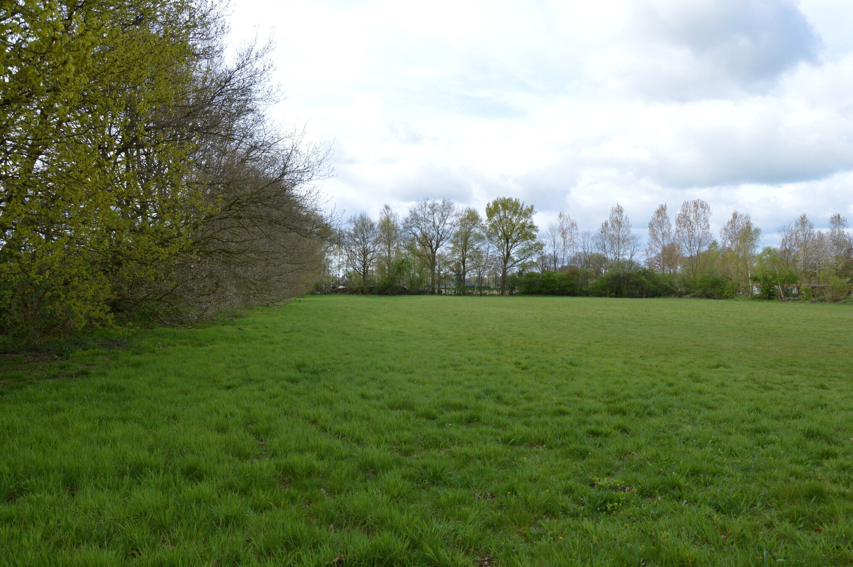 A grassy field with trees and a cloudy sky.