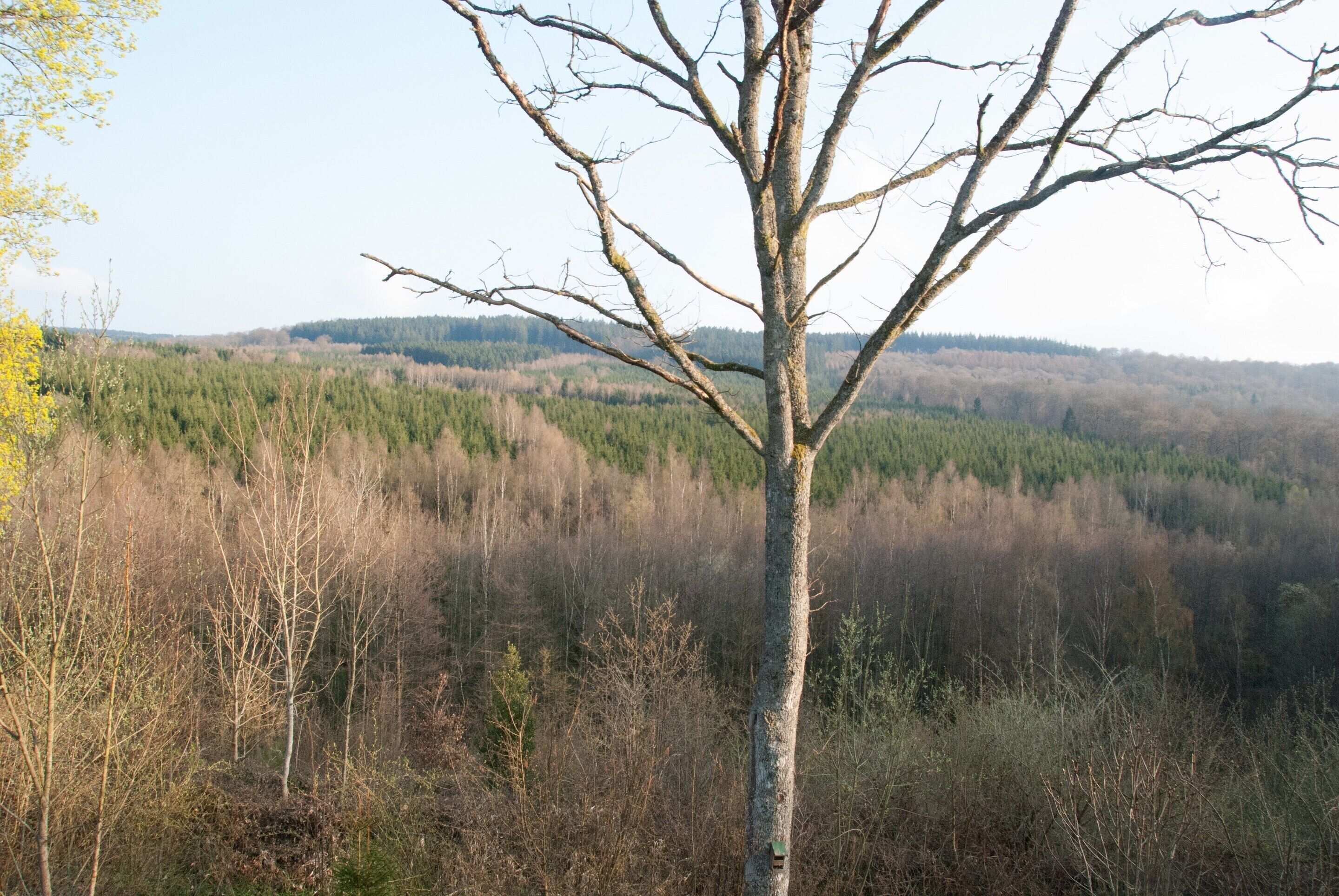 A tree in a forested area with a clear sky.