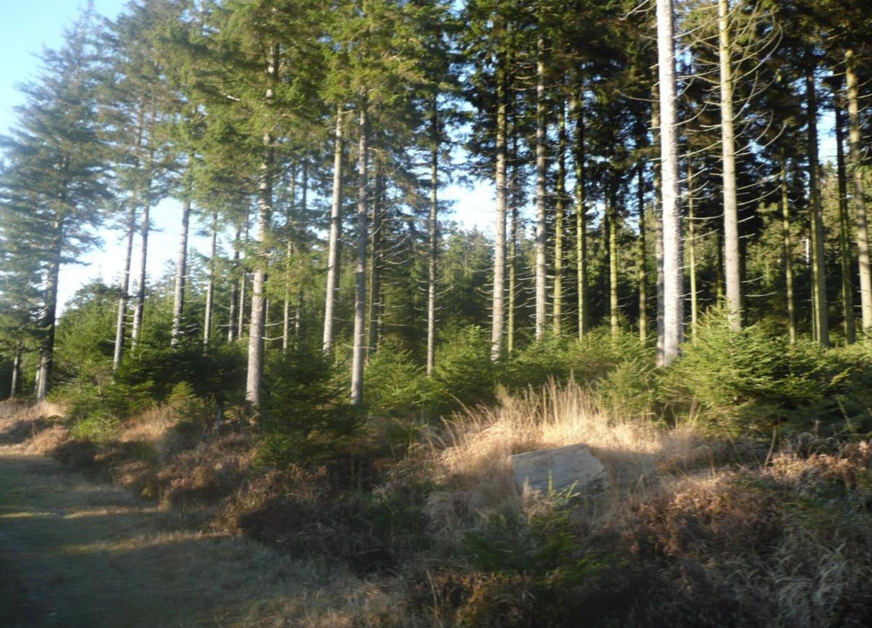 A dense forest with tall trees and a rocky outcrop in the foreground.