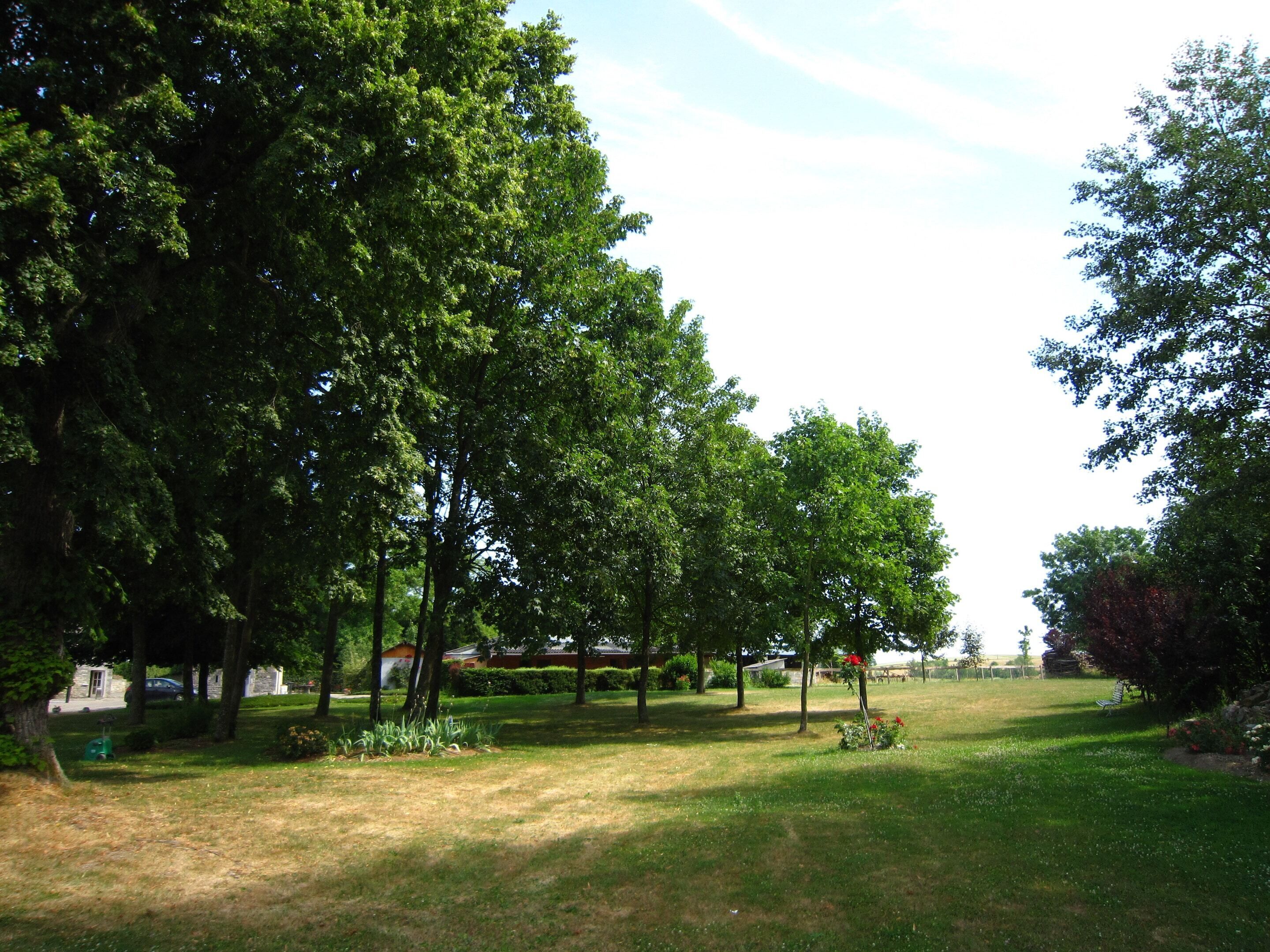 A park with trees, grass, and a bench.