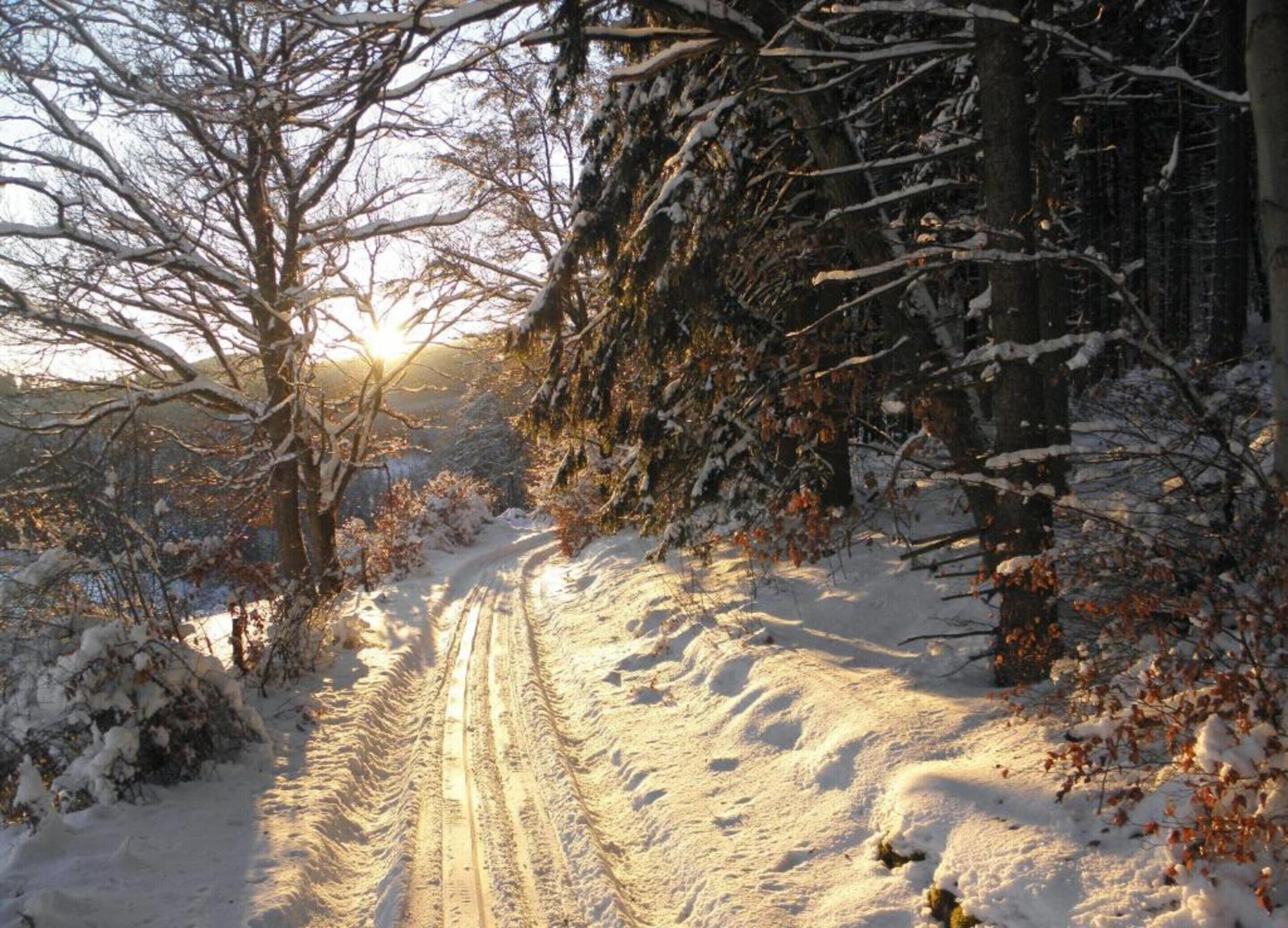 Ein verschneiter Pfad in einem Wald, gesäumt von Bäumen.