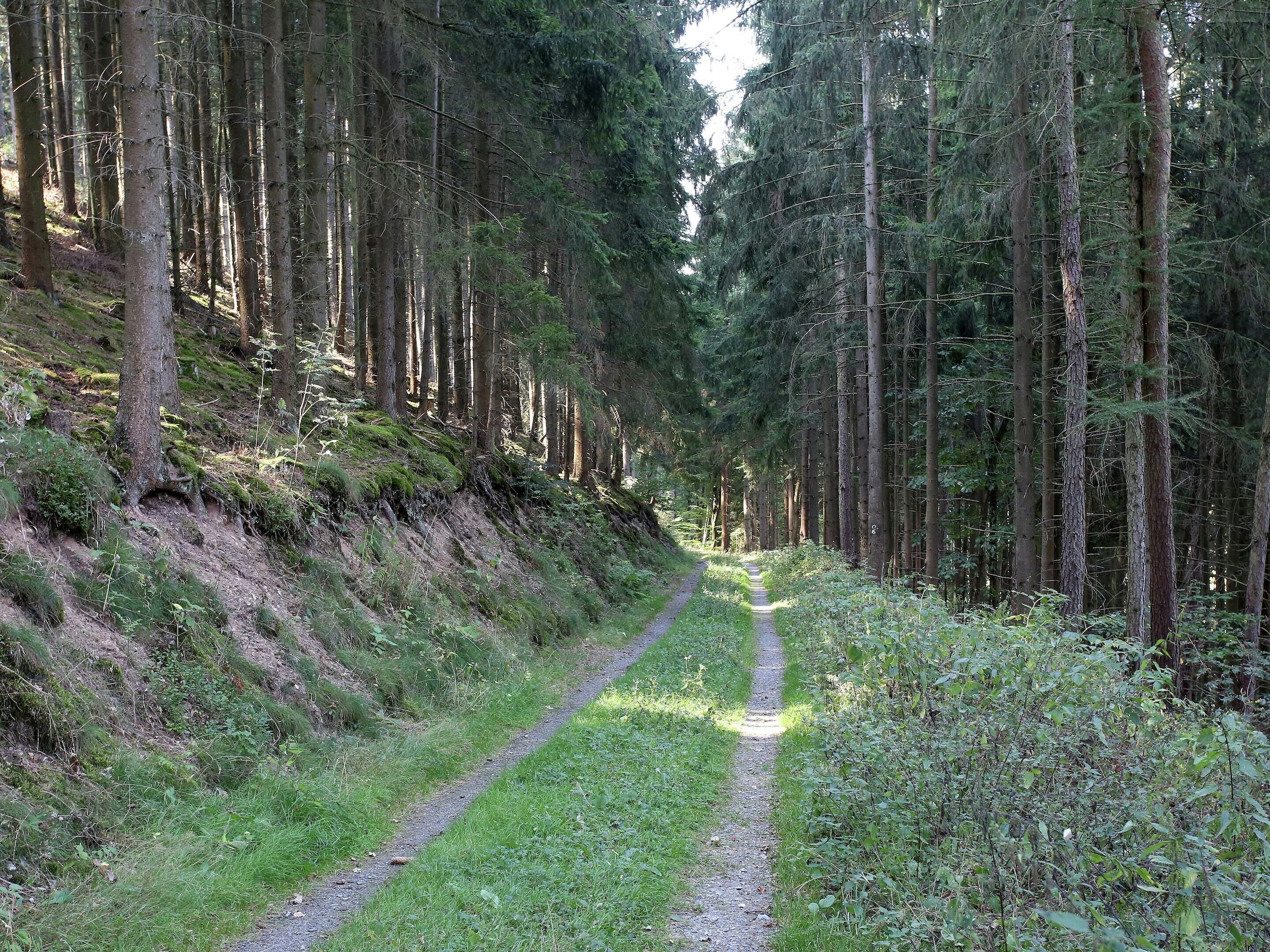 A forested path with tall trees and a dirt trail.