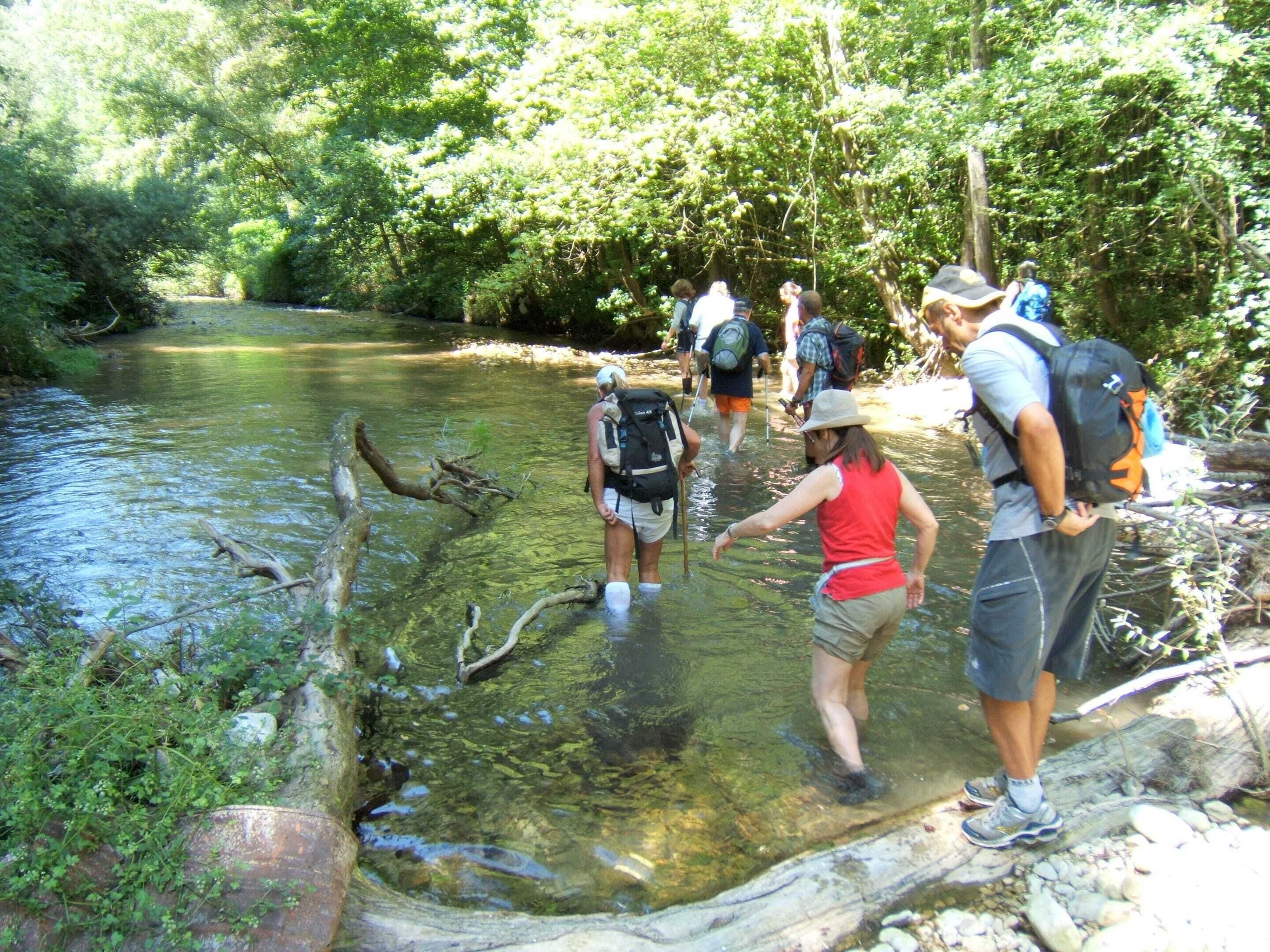 A group of people wading through a shallow river in a forested area.