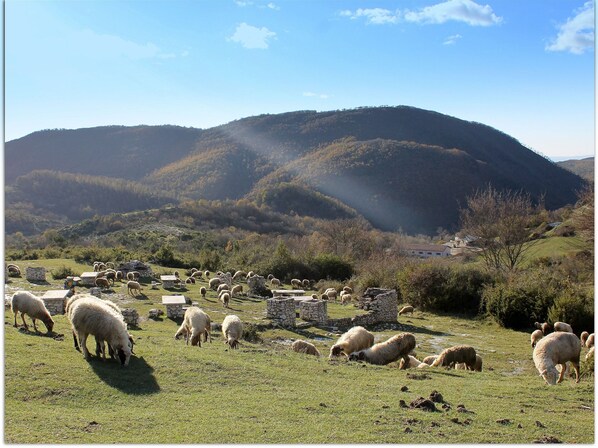 Een landelijk landschap met schapen die grazen op een grasveld, omringd door stenen gebouwen en een berg op de achtergrond.